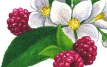 Raspberry Jasmine